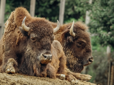  Amerikaanse bizon - De Zonnegloed - Dierenpark - Dieren opvangcentrum - Sanctuary